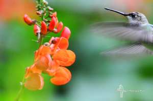 La compentencia por las flores es encarnizada y frecuentemente se traban en combate los colibríes.